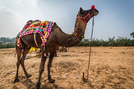 Colourful and decorated camel on show at Pushkar camel fair in Rajasthan