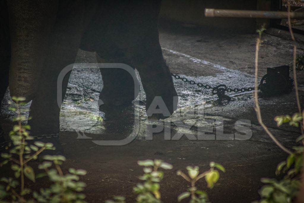 Elephant chained up in concrete shed at Rajiv Gandhi Zoological Park