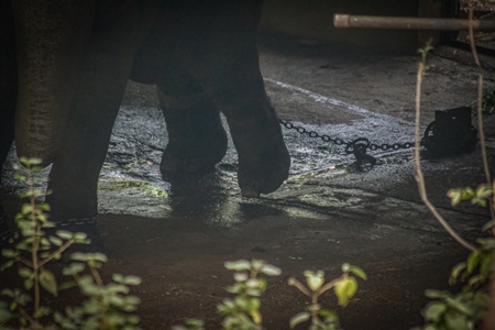 Elephant chained up in concrete shed at Rajiv Gandhi Zoological Park