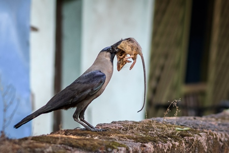 Indian house crow with dead mouse in Maharashtra, India, 2022