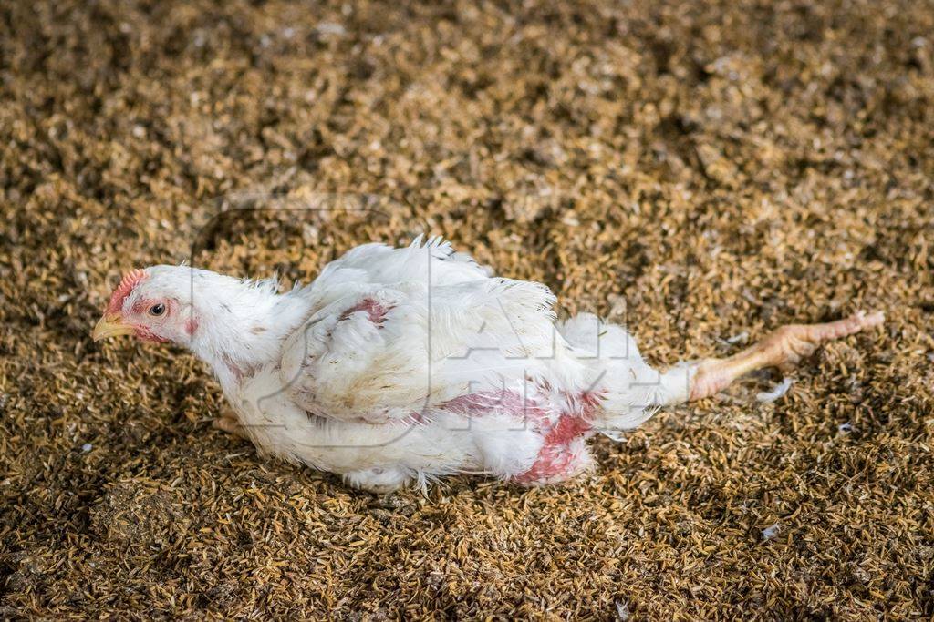 White broiler chicken with crippled leg raised for meat on a poultry broiler farm in Maharashtra in India