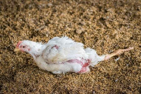 White broiler chicken with crippled leg raised for meat on a poultry broiler farm in Maharashtra in India