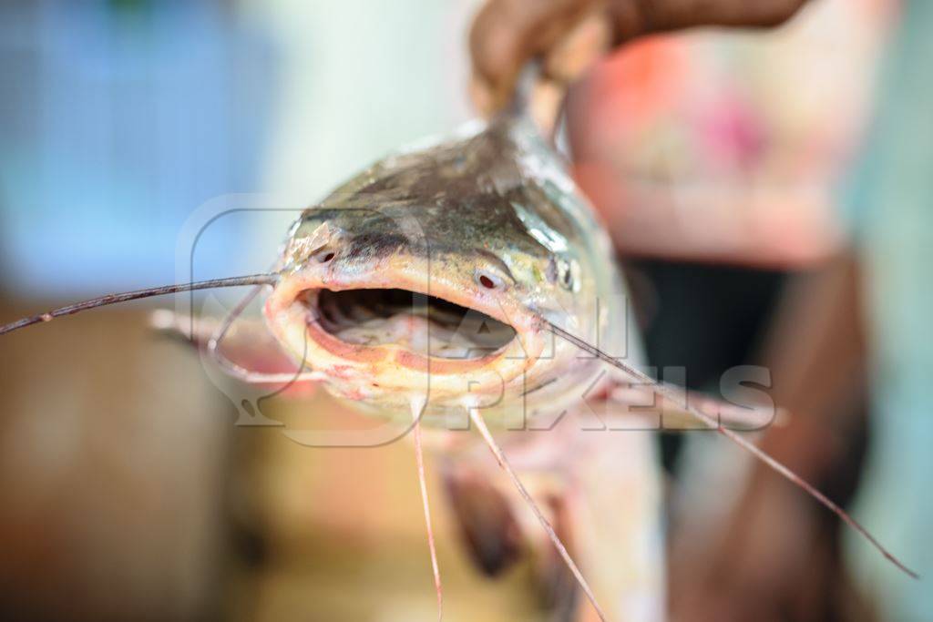 Man holding fish on sale at a fish market at Sassoon Docks