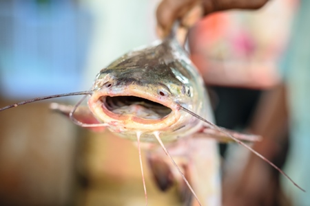 Man holding fish on sale at a fish market at Sassoon Docks