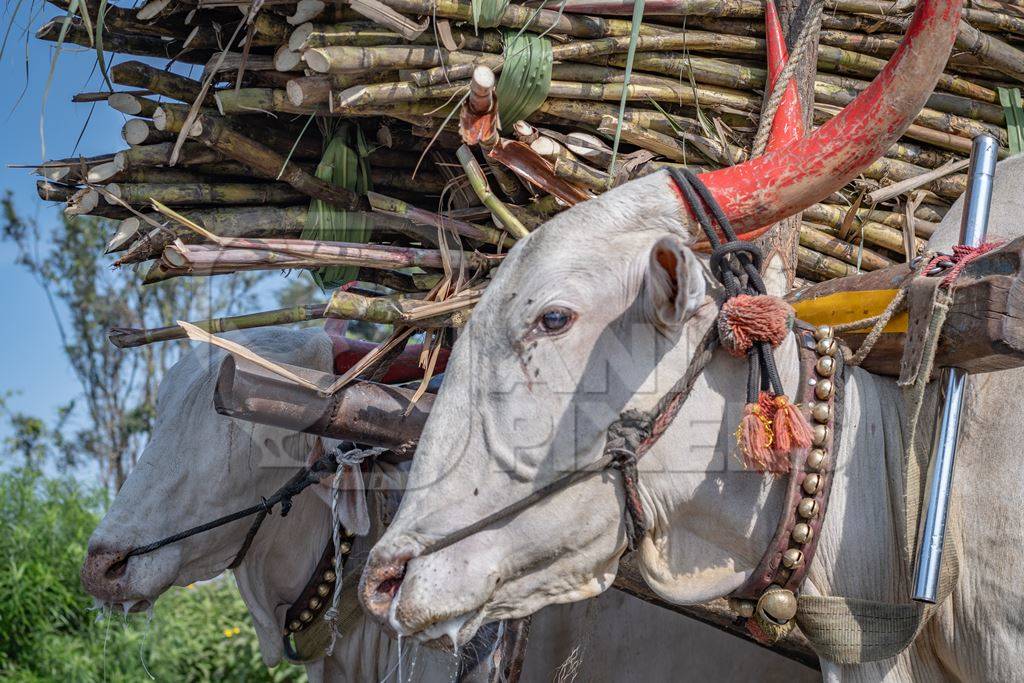 Close up of working Indian bullocks pulling sugarcane carts working as animal labour in the sugarcane industry in Maharashtra, India, 2020
