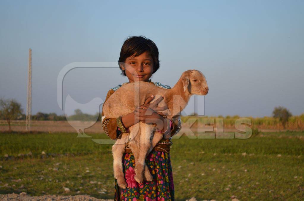 Girl holding baby goat in sunshine with field in background