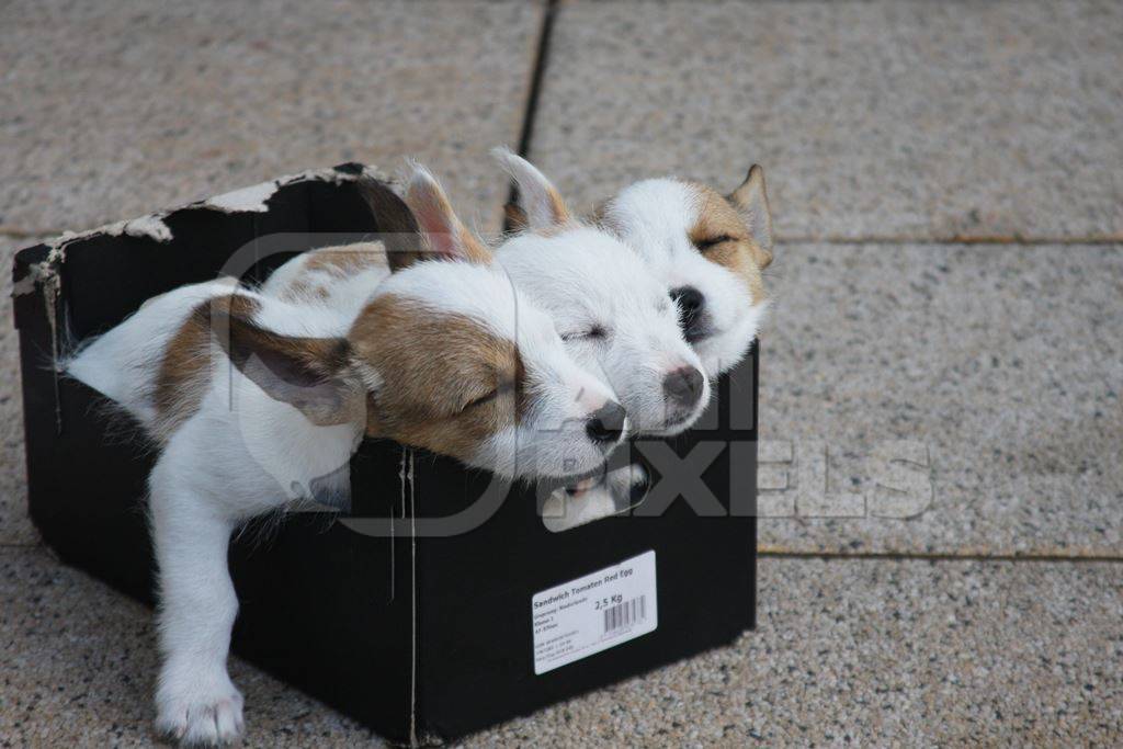 Three small puppies in a cardboard box