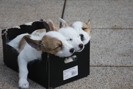 Three small puppies in a cardboard box