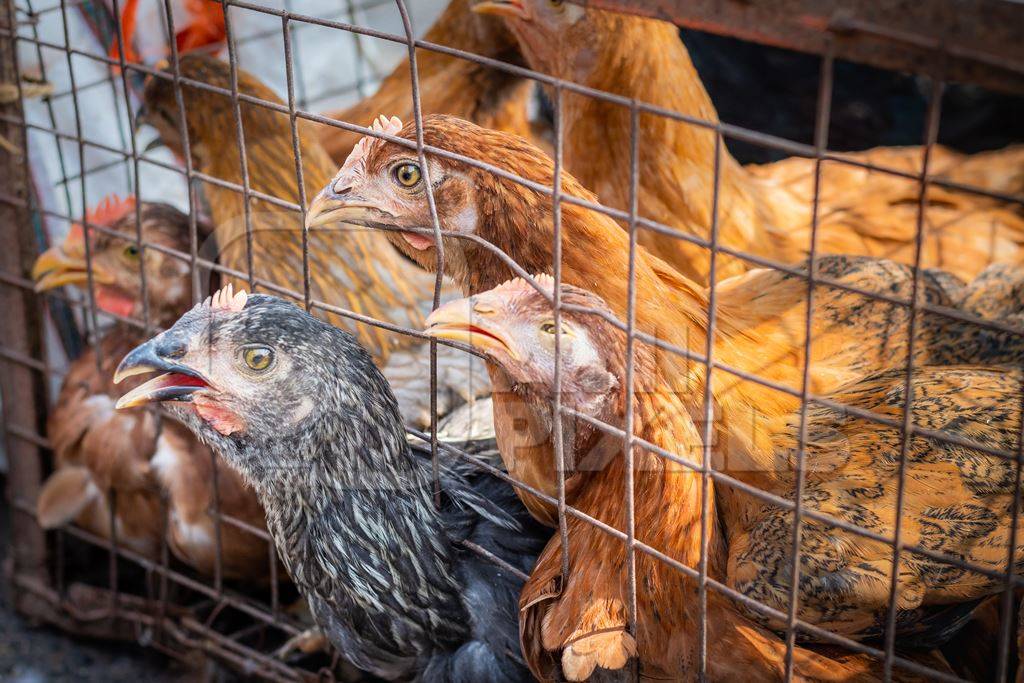 Chickens in a cage trying to escape and panting in the heat at a live animal market at Juna Bazaar, in the city of Pune, India