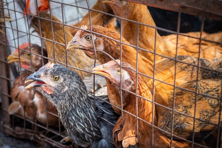 Chickens in a cage trying to escape and panting in the heat at a live animal market at Juna Bazaar, in the city of Pune, India