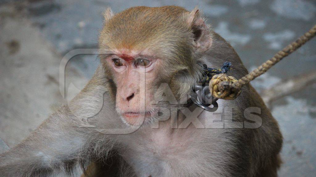 Monkey used for begging on a rope