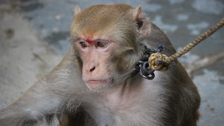 Monkey used for begging on a rope
