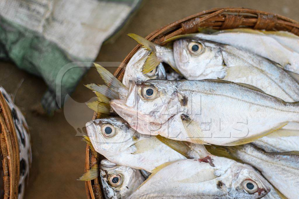 Baskets full of dead Indian fish on sale at Malvan fish market on beach in Malvan, Maharashtra, India, 2022