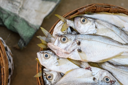 Baskets full of dead Indian fish on sale at Malvan fish market on beach in Malvan, Maharashtra, India, 2022