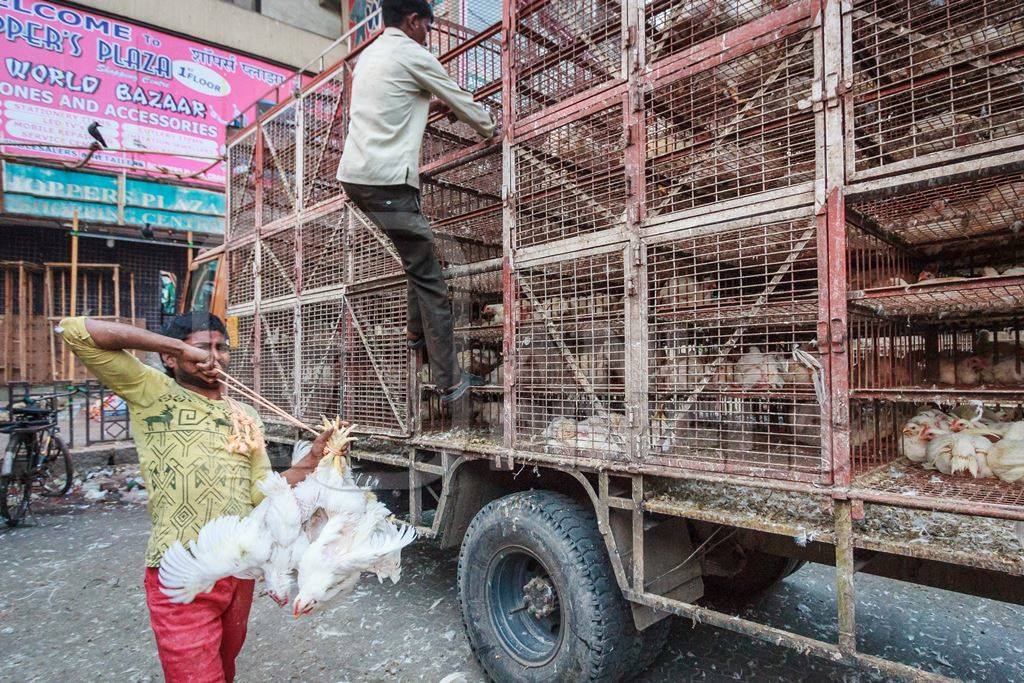 Broiler chickens raised for meat being unloaded from transport trucks near Crawford meat market in Mumbai