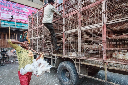 Broiler chickens raised for meat being unloaded from transport trucks near Crawford meat market in Mumbai