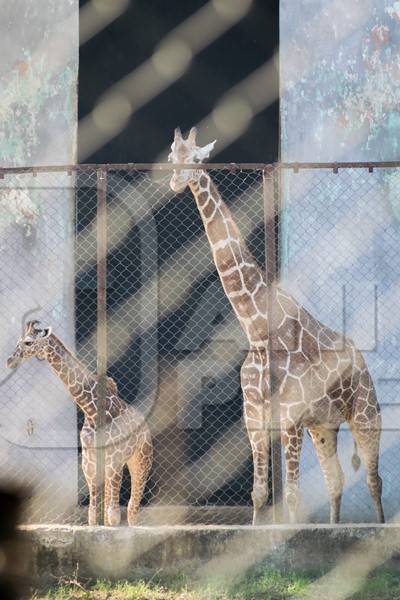 Captive giraffes in an enclosure at Patna zoo in Bihar seen through fencing