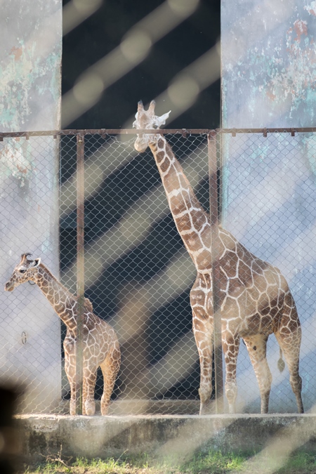 Captive giraffes in an enclosure at Patna zoo in Bihar seen through fencing