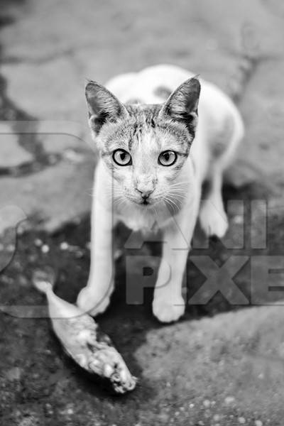 Tortoiseshell and white street cat wtih fish at Sassoon docks