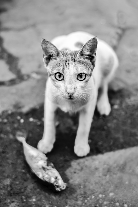 Tortoiseshell and white street cat wtih fish at Sassoon docks