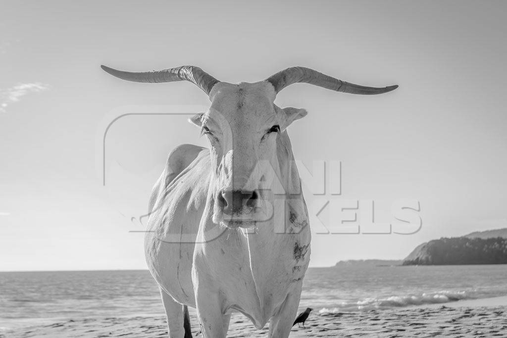 Cow on the beach in Goa, India