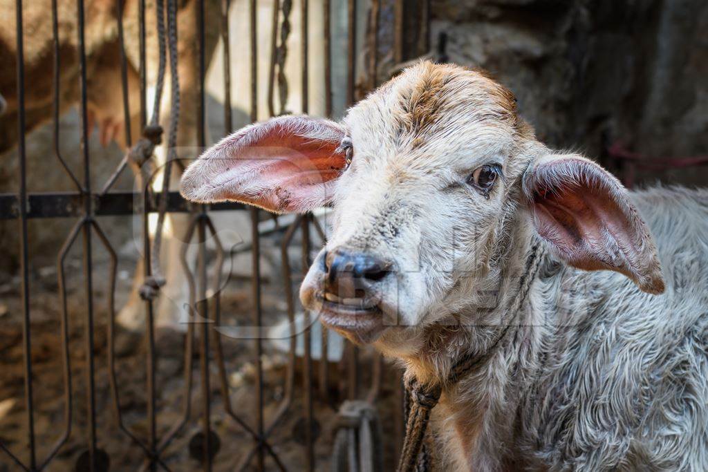 Indian dairy cow calf in a small urban dairy farm or tabela, in the city of Jodhpur, India, 2022