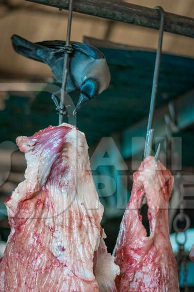 Crow pecking at piece of buffalo meat hanging from hook inside Crawford meat market in Mumbai, India, 2016