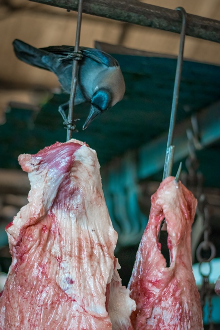 Crow pecking at piece of buffalo meat hanging from hook inside Crawford meat market in Mumbai, India, 2016