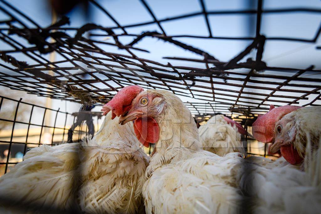 Indian broiler chicken looking out of a cage on a motorbike at Ghazipur murga mandi, Ghazipur, Delhi, India, 2022