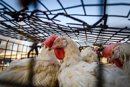 Indian broiler chicken looking out of a cage on a motorbike at Ghazipur murga mandi, Ghazipur, Delhi, India, 2022