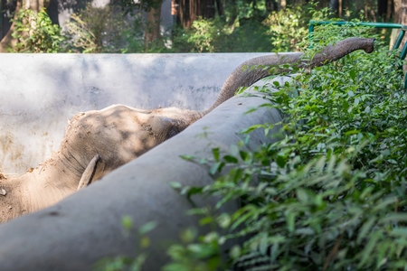 Elephant reaching over wall in Sanjay Gandhi Jaivik Udyan zoo to get food from tourists