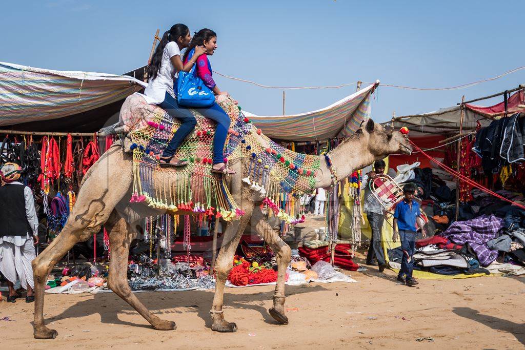 Tourists sitting on decorated and colourful Indian camel used for tourist camel ride at Pushkar camel fair in Rajasthan, India, 2019