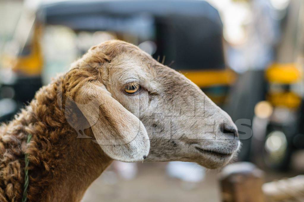 Close up of face of sheep in an urban city with rickshaw in background