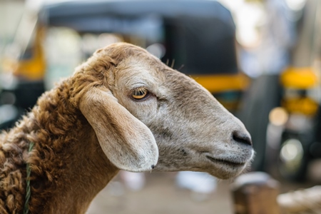 Close up of face of sheep in an urban city with rickshaw in background