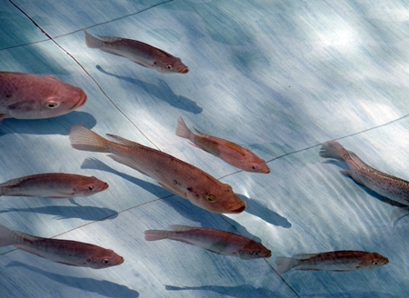 Tilapia fish in a pond in Karnataka