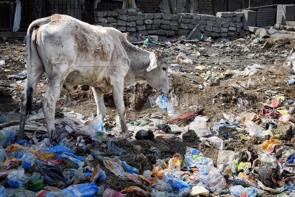 Indian street cow eating plastic bags on a garbage dump, Ghazipur, Delhi, India, 2022