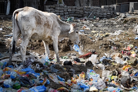 Indian street cow eating plastic bags on a garbage dump, Ghazipur, Delhi, India, 2022