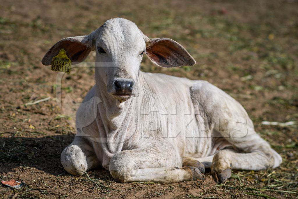 Indian cow calf at a gaushala or goshala in Jaipur, India, 2022