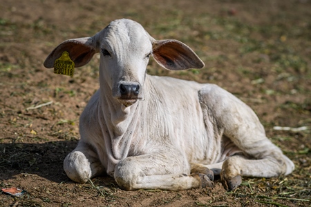 Indian cow calf at a gaushala or goshala in Jaipur, India, 2022