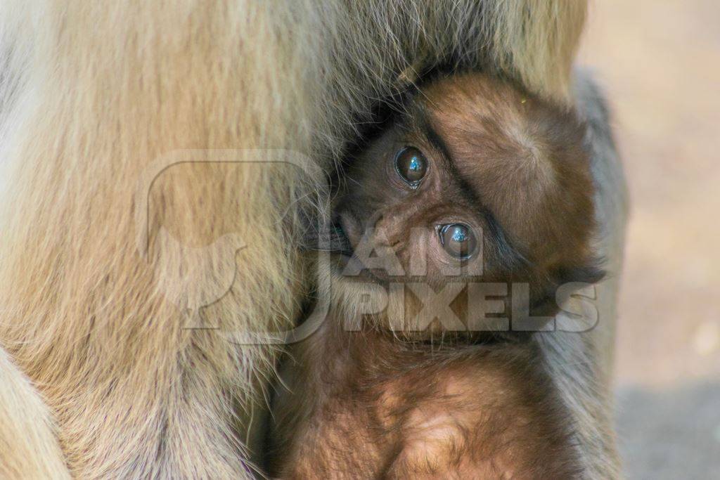 Indian gray or hanuman langur monkey mother with small cute baby langur in Mandore Gardens in the city of Jodhpur in Rajasthan in India