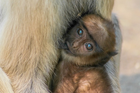 Indian gray or hanuman langur monkey mother with small cute baby langur in Mandore Gardens in the city of Jodhpur in Rajasthan in India