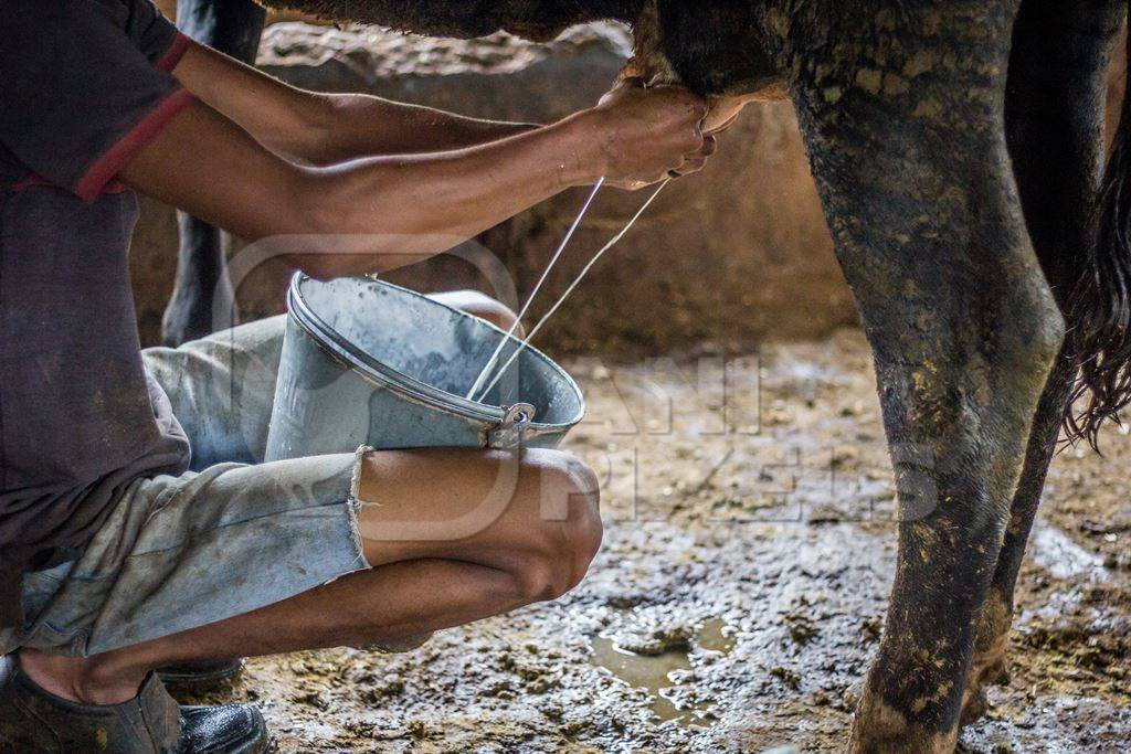 Man milking a dairy cow in a bucket in a dirty shed in an urban dairy in Maharashtra