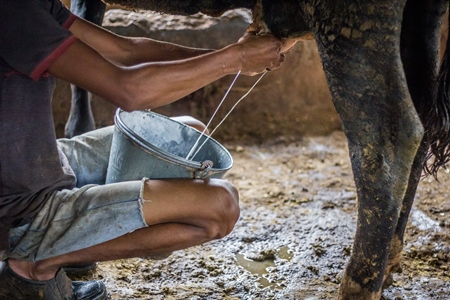 Man milking a dairy cow in a bucket in a dirty shed in an urban dairy in Maharashtra