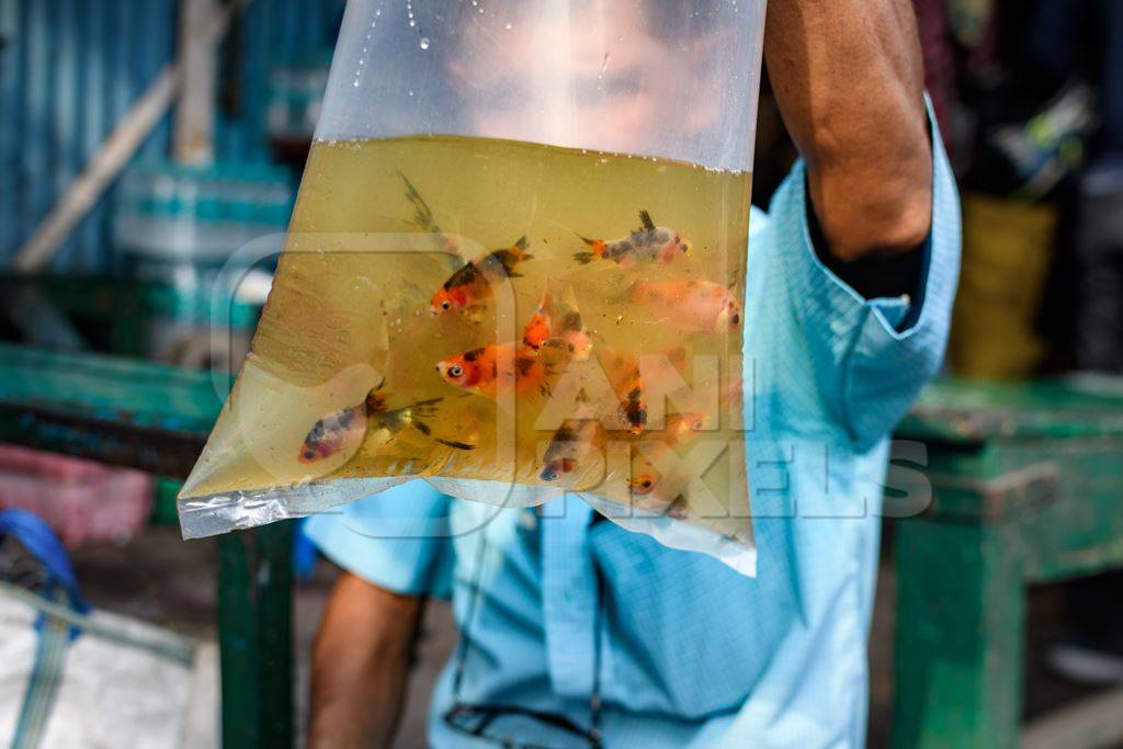 Goldfish in plastic bags in dirty water on sale at Galiff Street pet market, Kolkata, India, 2022