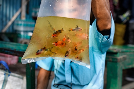 Goldfish in plastic bags in dirty water on sale at Galiff Street pet market, Kolkata, India, 2022