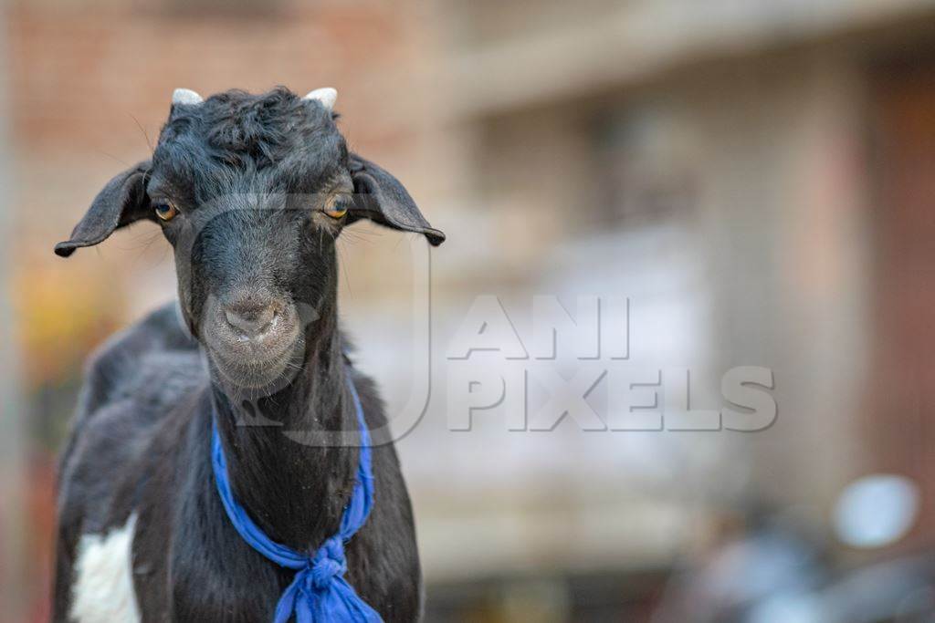 Black goat with blue ribbon in village in rural Bihar