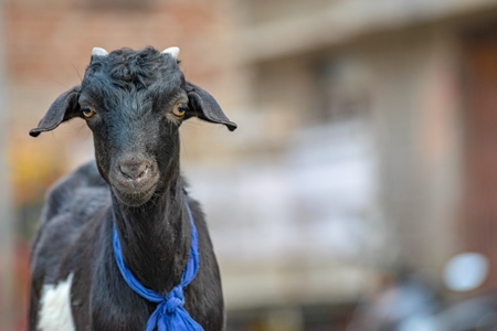 Black goat with blue ribbon in village in rural Bihar