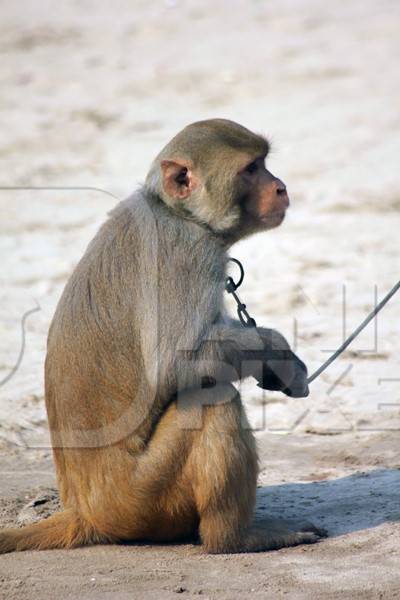 Monkey used for begging on a rope