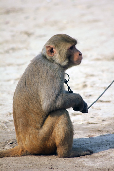 Monkey used for begging on a rope