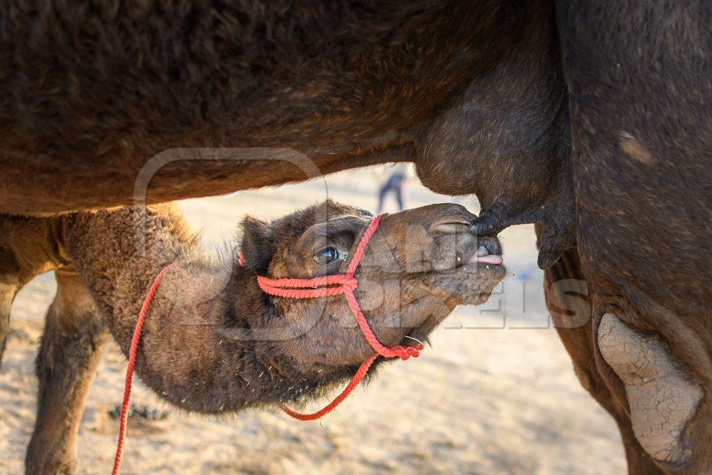 Indian camel calf suckling from mother camel at Nagaur Cattle Fair, Nagaur, Rajasthan, India, 2022